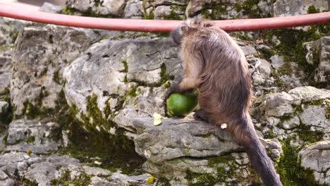 Close-up-shot-of-Capuchin-Monkey-holding-and-eating-Mango-Fruit-on-rock-in-Zoo