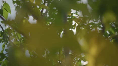 primer plano de hojas verdes de árboles balanceándose suavemente en el viento con la luz del sol filtrándose a través de las ramas, creando un efecto de luz sutil y tonos naturales vibrantes en un entorno al aire libre sereno y fresco