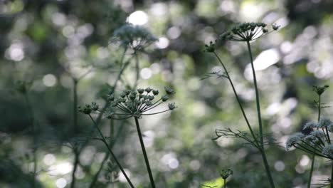 Wunderschöne-Wildpflanzen-Im-Wald-Mit-Verschwommenem-Hintergrund-Und-Schönem-Bokeh