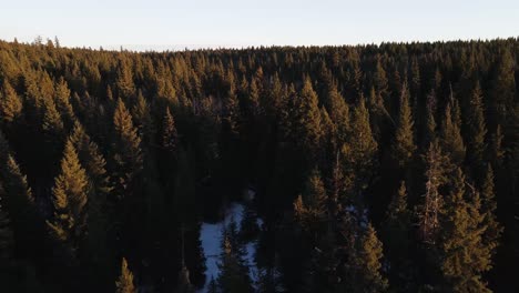 drone shot flying low over trees in british columbia, canada