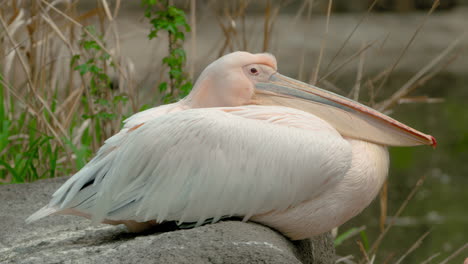 white pelican waterbird with a hefty bill resting over the rock on lakeshore