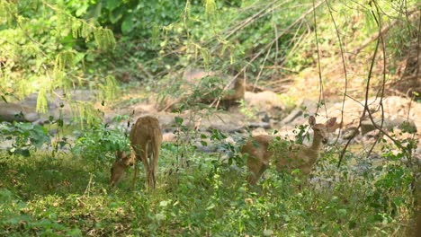 Dos-Hembras-De-Ciervo-O-Panolia-Eldii-Pastando-Cubiertas-Con-Algunas-Plantas-Junto-Al-Río-En-El-Santuario-De-Vida-Silvestre-De-Huai-Kha-Kaeng,-Tailandia