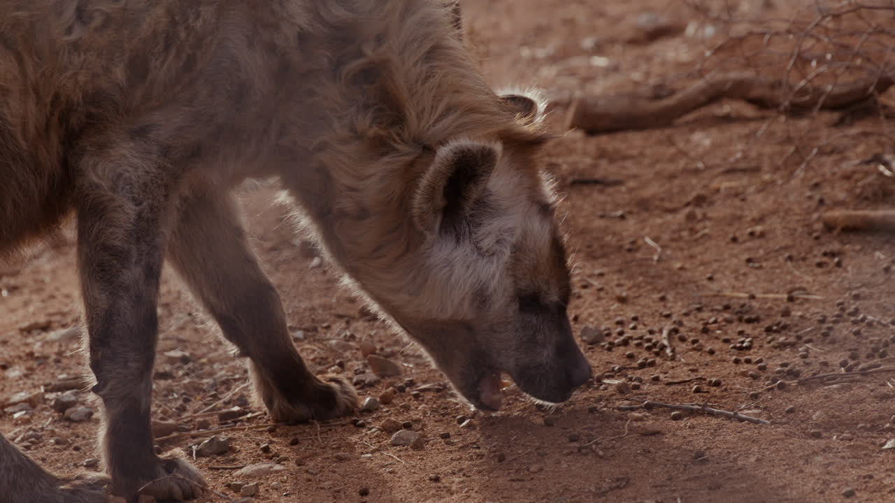 Hyena eating pellets on ground at sunset - close up on face