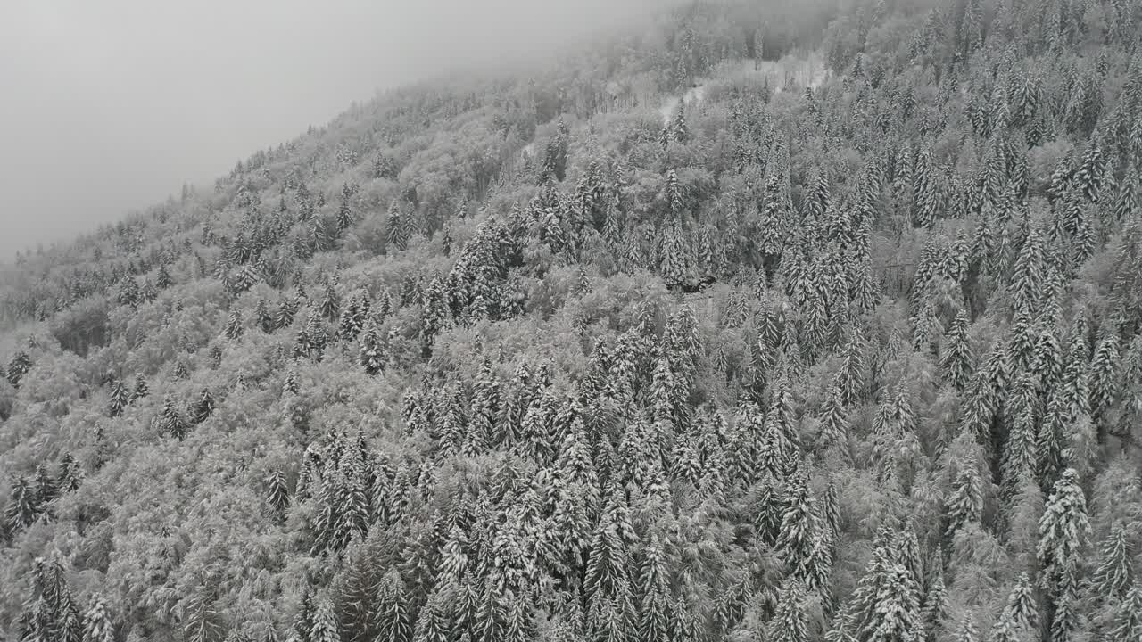 겨울에 눈 덮인 소나무의 꿈 같은 전망