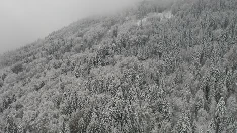 a dreamy view of snowy pine trees in the winter