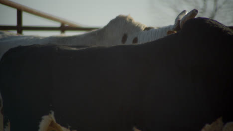 Bulls-walk-through-metal-bull-pin-on-Texas-farm