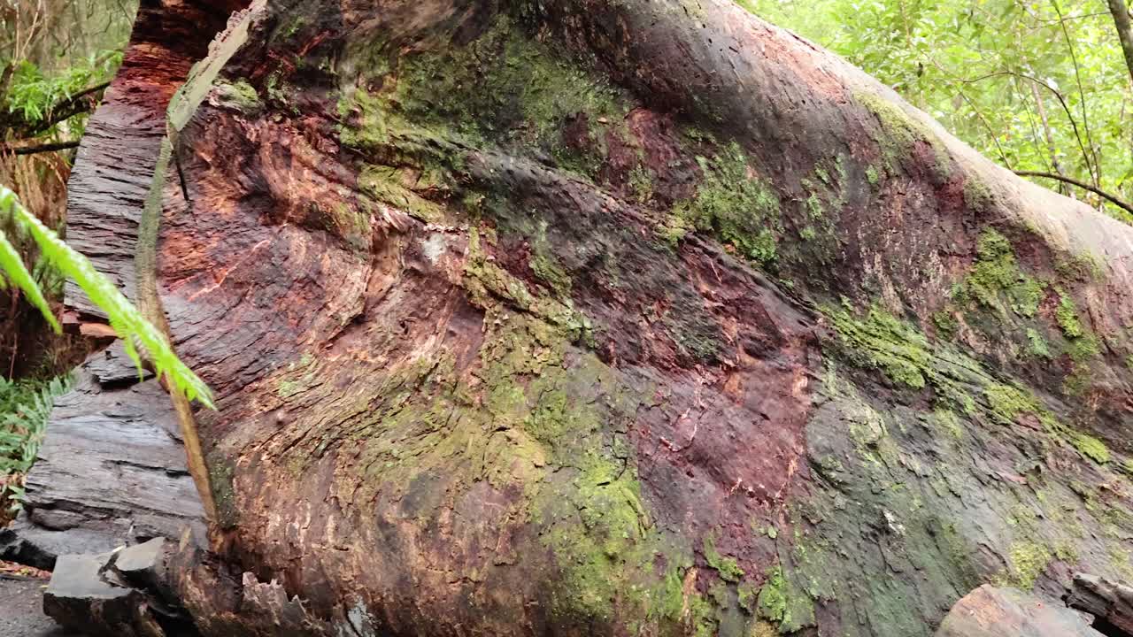 숲길 에 있는 모스 로 인 큰 나무 어리