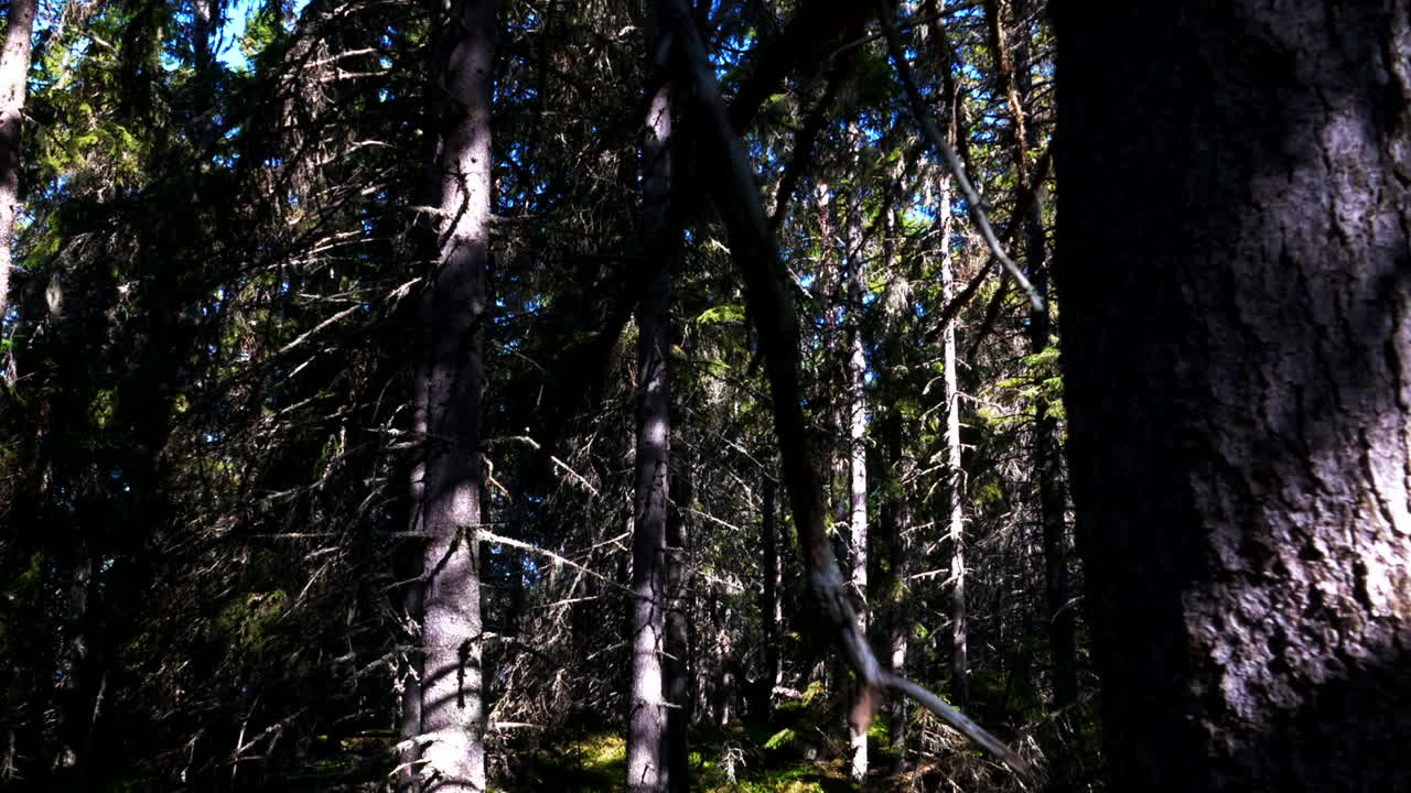 sol en árboles y bosque protegido con musgo en el norte, lapso de tiempo