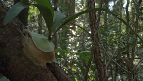 tronco de árbol de la selva con plantas silvestres - hojas verdes plantas de follaje tropical - primer plano