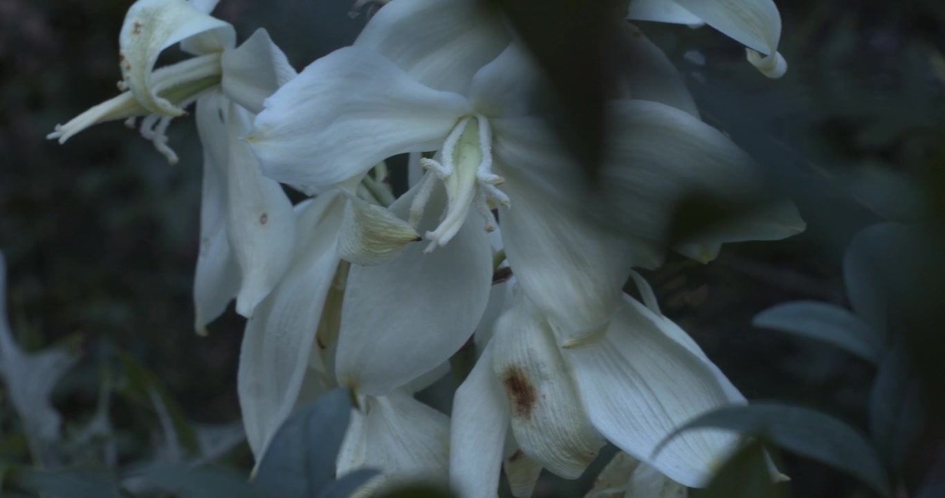 Hvite Yucca-blomster, Yucca filamentosa (Adams nål), svaier utendørs i vinden på en overskyet dag, og skaper en myk, melankolsk atmosfære med delikate naturlige bevegelser.
