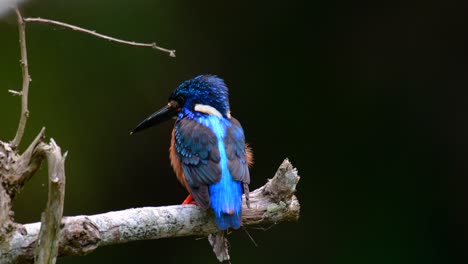el martín pescador de orejas azules es un pequeño martín pescador que se encuentra en tailandia y es buscado por los fotógrafos de aves debido a sus hermosas orejas azules, ya que es una pequeña, linda y esponjosa bola de plumas azules de un pájaro