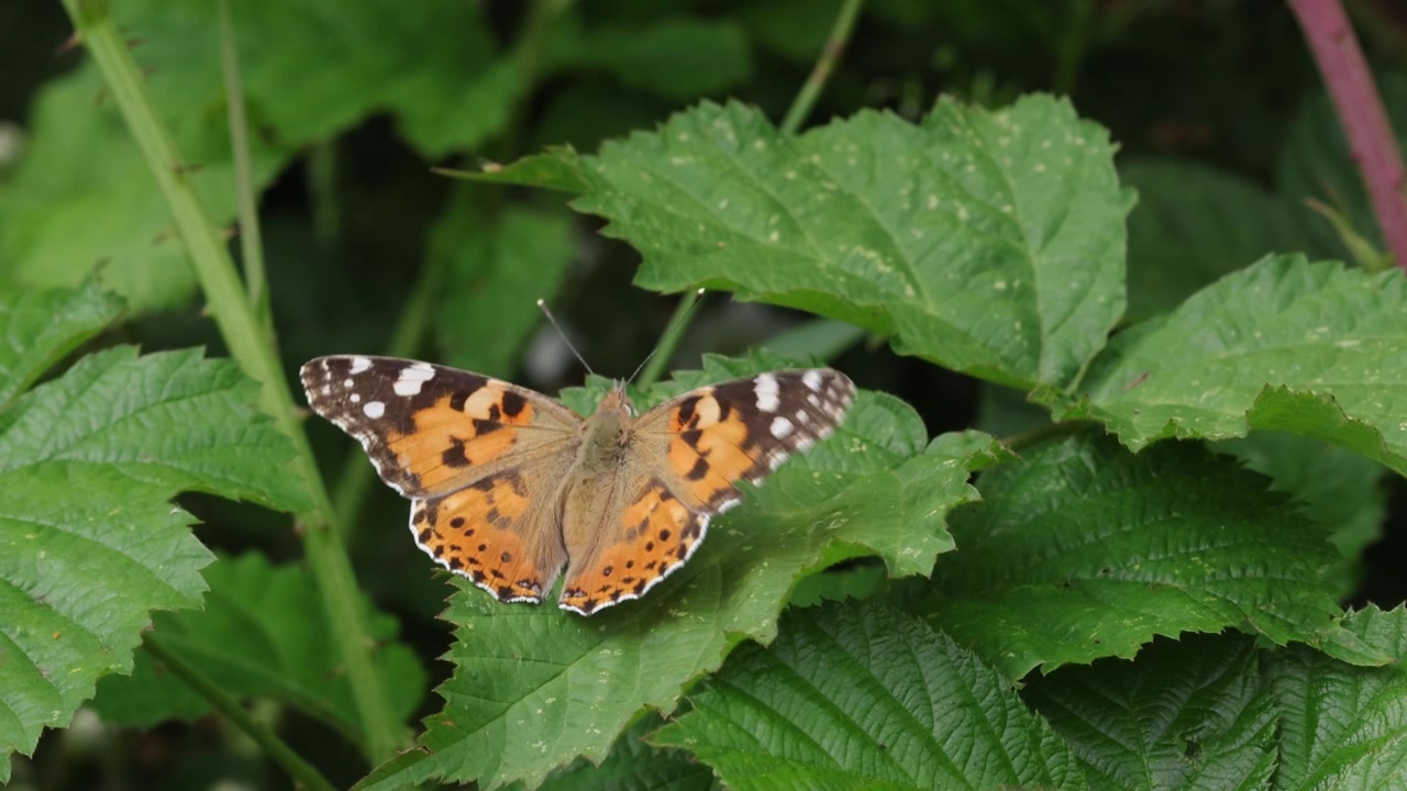 Una farfalla Vanessa cardui che si crogiola al sole. Estate. Regno Unito.