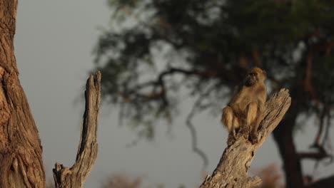 close up of young baboon feet hanging and dropping onto broken branch, khwai botswana