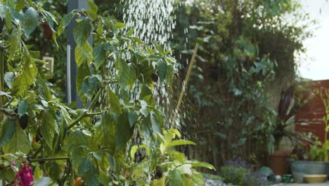 regar chiles que crecen en el jardín a cámara lenta