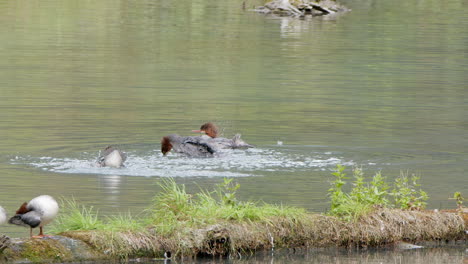 slo mo merganser birds splash, wash feathers in northern forest pond