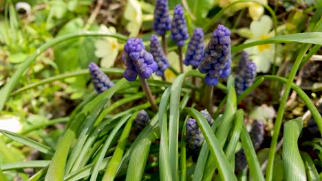 closeup and focused view of several broad-leafed grape hyacinth amongst random foliage fluttering in a gentle breeze