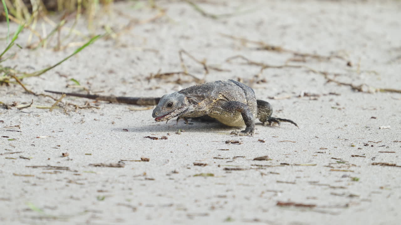 Iguana Feeding and Eating Sand Fleas on Beach 19