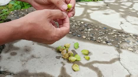 close-up-of-hands-peeling-fruit-from-the-forest