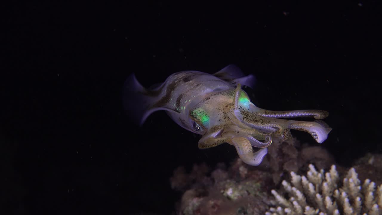 cerca de un gran calamar de arrecife flotando frente a la cámara por la noche en un arrecife de coral tropical