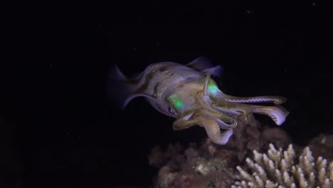 Close-up-of-a-big-fin-reef-squid-hovering-in-front-of-the-camera-at-night-on-a-tropical-coral-reef