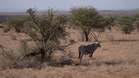 Spießbock-Oryx-Gazella-In-Einem-Nationalpark-In-Kenia