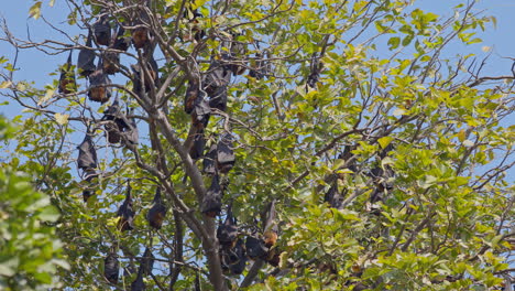indian flying foxes hanging upside down from the tree branch in a forest in keoladeo bird sanctuary, india.