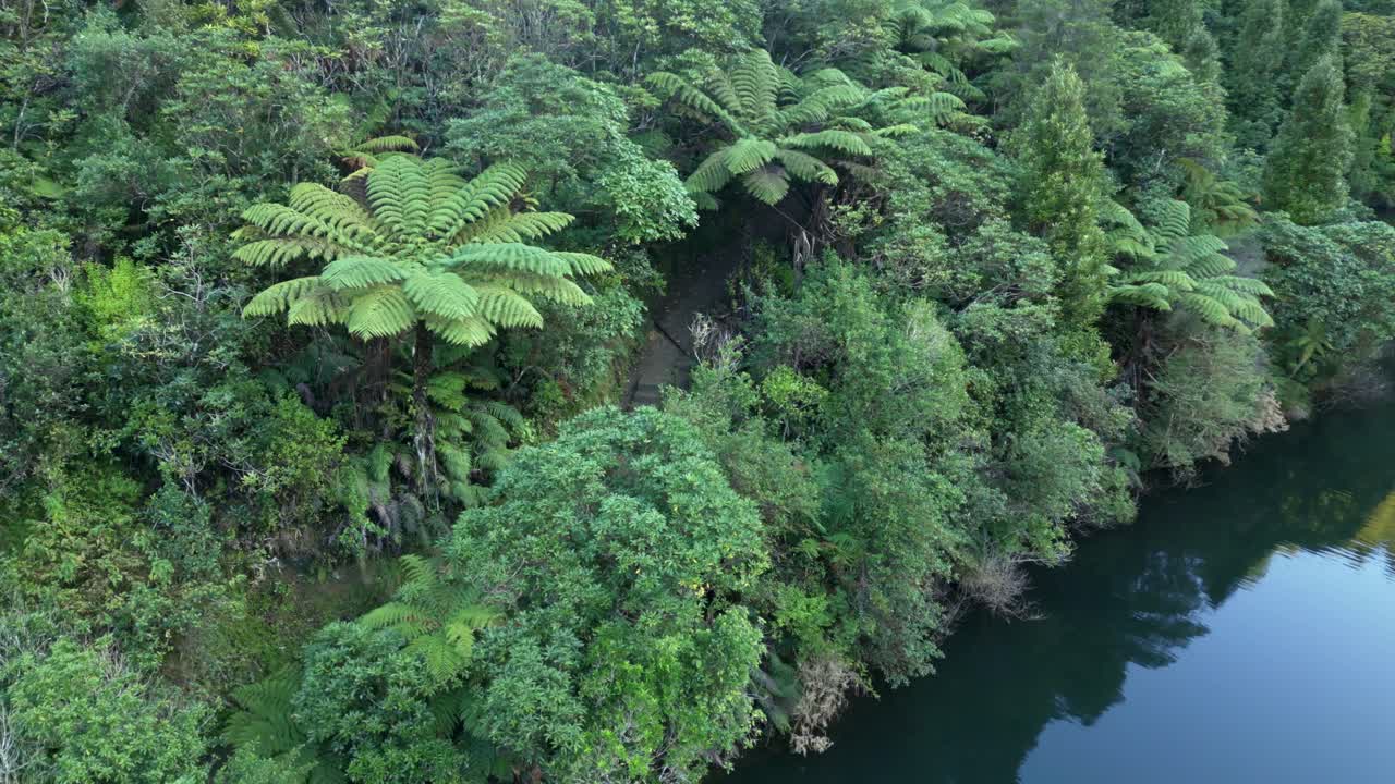A New Zealand fern tree on the edge of a lake