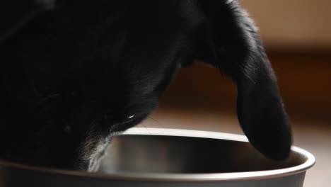 black collie labrador cross with a chocolate labrador dogs finishing a nice bowl of dog food in slow motion close up