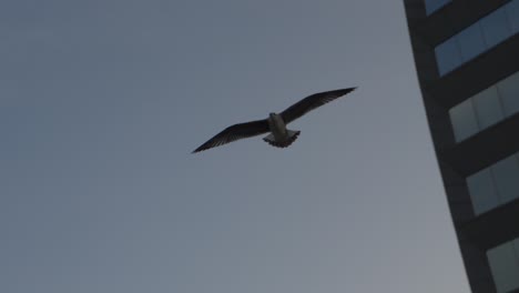 Seagull-in-sloe-motion