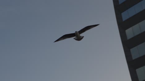 seagull in sloe motion