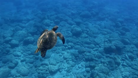 a green sea turtle calmly swimming in the turqoise blue ocean