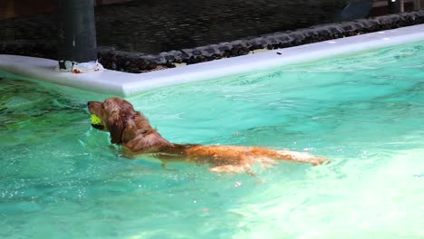 perro nadando con juguete en la piscina
