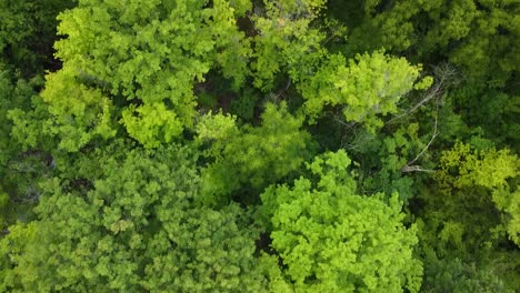 Bunte-Grüne-Beleuchtungsbäume-Im-Wald-Mit-Beleuchtungsblättern-Während-Der-Sommersaison