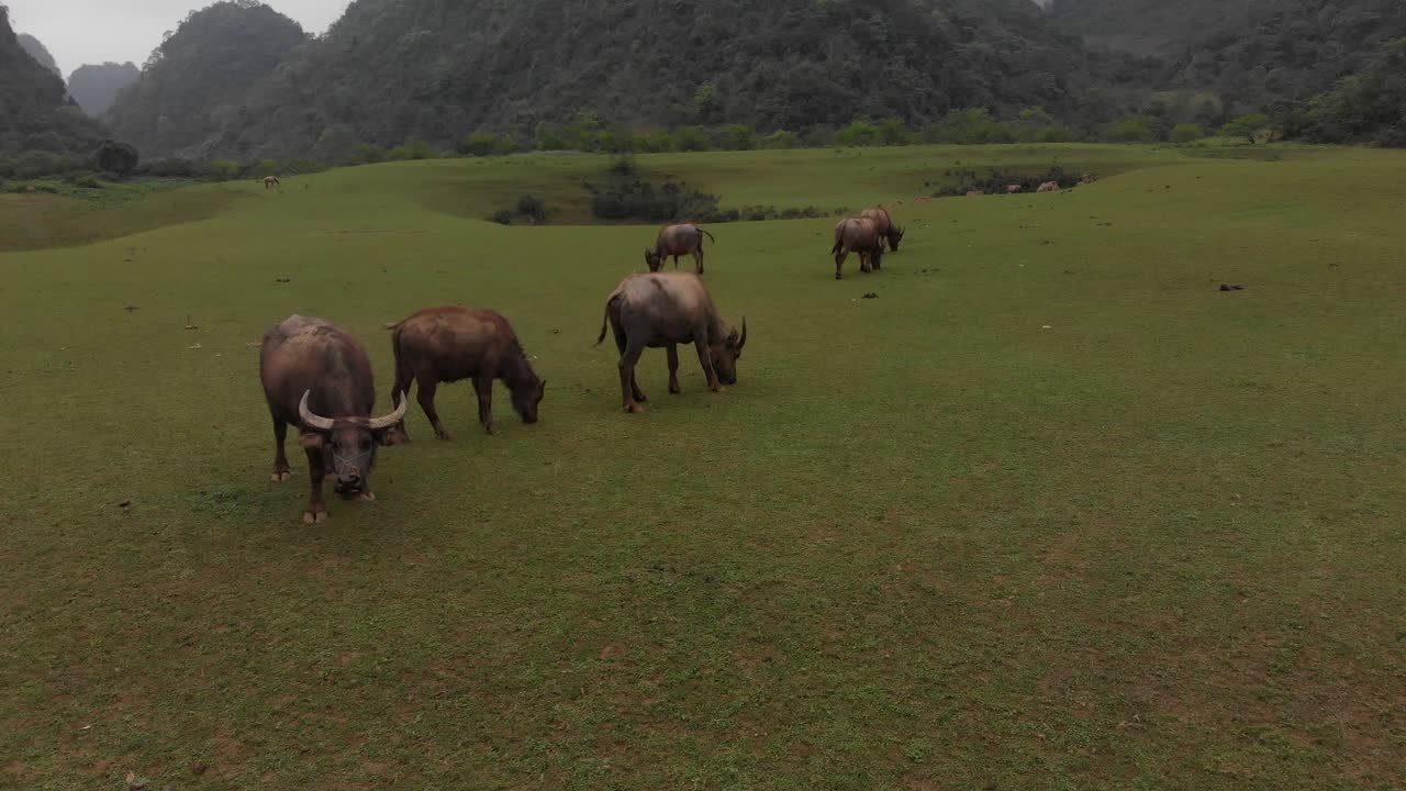 북베트남의 거대한 물 버팔로 모임 위에 날아다니며, 공중