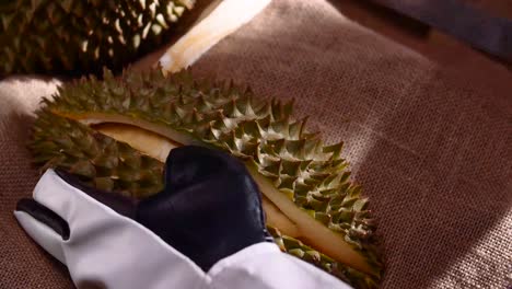 Hand-Mit-Handschuh-Schälen-Und-Reißen-Durian-Frucht,-Nahaufnahme