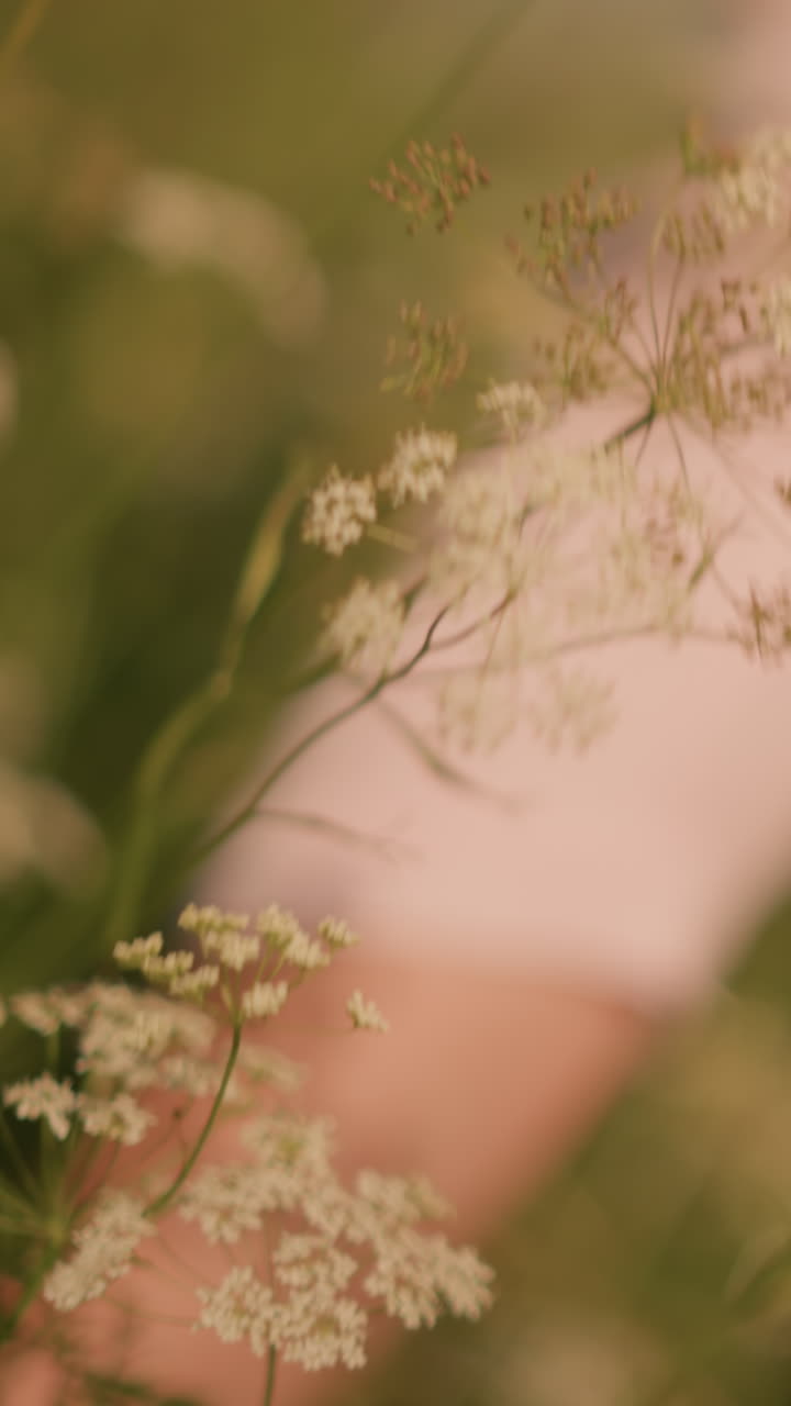 Close-up of hand reaching gently towards delicate white wildflowers in lush grassy field, capturing serene connection with nature on sunny day, soft focus on hand and flowers