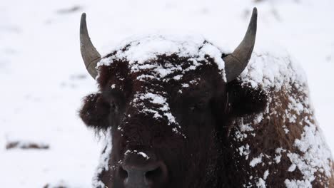 bison breathing in the cold winter slow motion