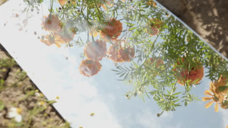 flowers in a mirror cempacuchil,marigold