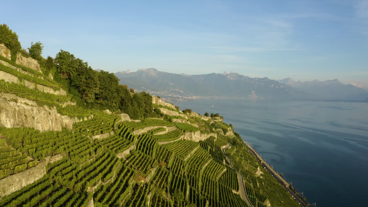 Filari stretti di vigneti che crescono su una collina di montagna vicino al villaggio di Rivaz e al Lago di Ginevra a Lavaux, Svizzera