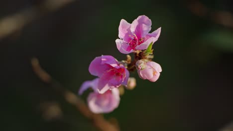 close-up of pink peach blossoms