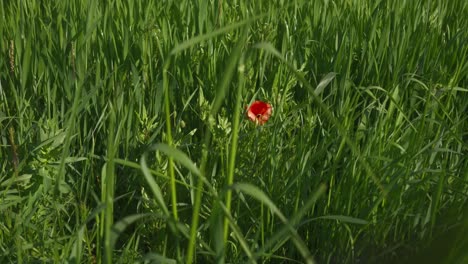 Gemeiner-Mohn,-Eine-Atemberaubende-Wildblume-Mit-Leuchtend-Roten-Blütenblättern-Und-Schwarzem-Zentrum,-Steht-Anmutig-Im-üppigen-Grünen-Gras