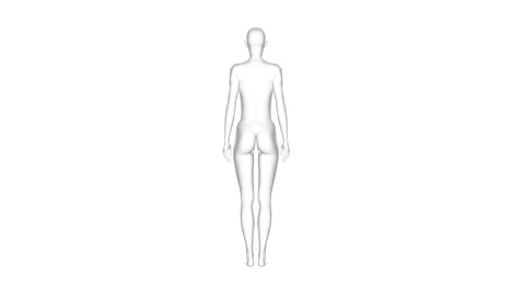 woman, female human body, 3d model, seamless loop