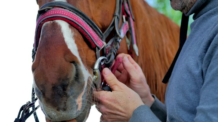 Primo piano - il cavaliere controlla la briglia sul muso del cavallo.