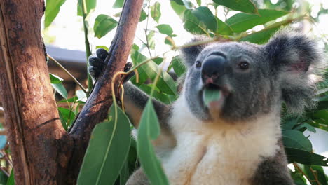 cute adorable koala bear munching on leaves on a tree - close up