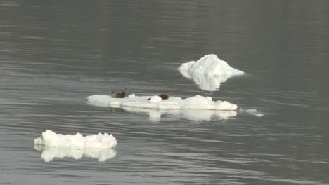 Zwei-Robben-Ruhen-Auf-Einem-Eisberg-Im-Wasser-Einer-Gletscherbucht