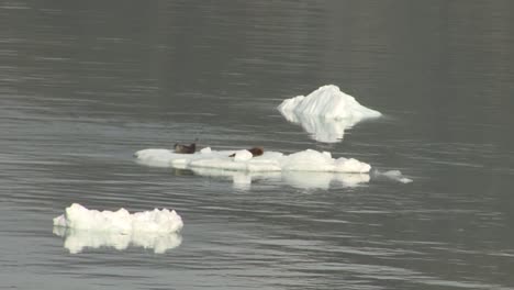 Dos-Focas-Descansando-Sobre-Un-Iceberg-En-Las-Aguas-De-La-Bahía-De-Los-Glaciares