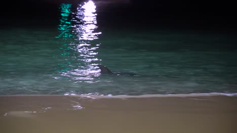 delfines jugando de noche en tangalooma resort moreton island
