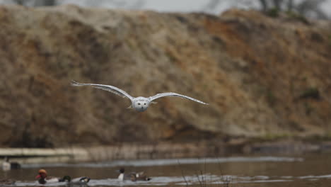 snowy owl in flight over water