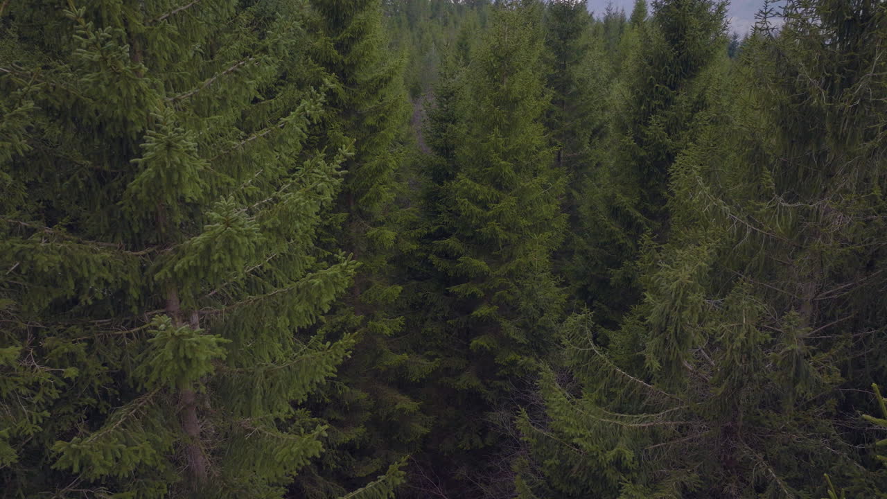 Drone shot rising up over a spruce forest with dense trees in Scandinavia