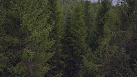 Drone-shot-rising-up-over-a-spruce-forest-with-dense-trees-in-Scandinavia